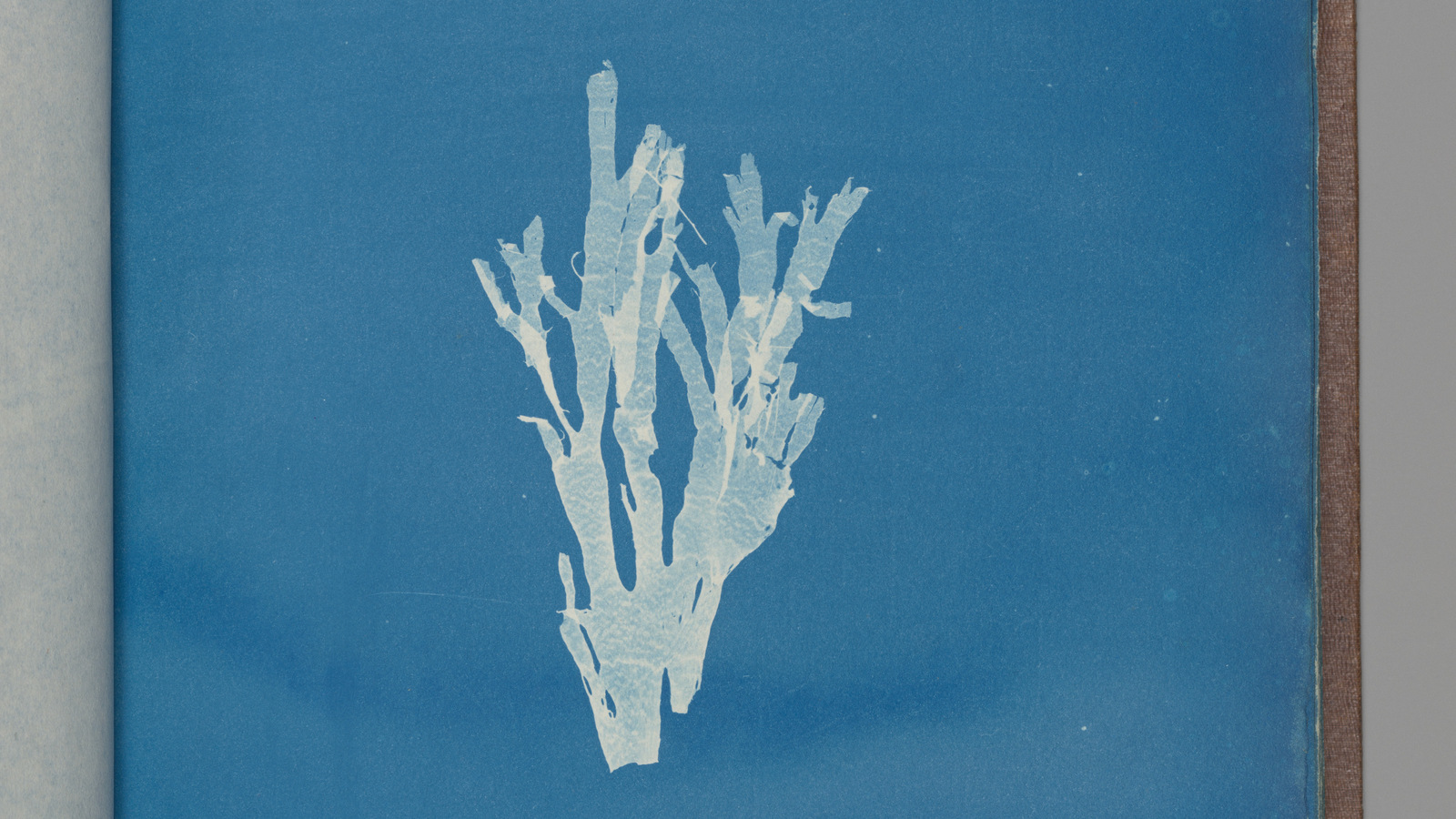 Detail of Anna Atkins&rsquo;s cyanotype Dictyota atomaria: pale branching seaweed against a deep blue ground.