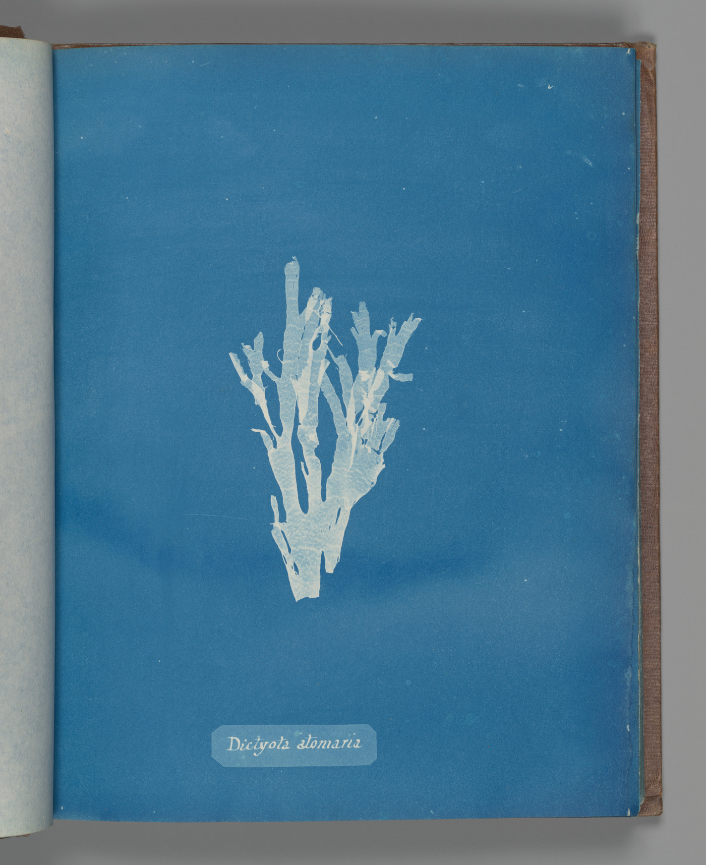 Anna Atkins’s full photographed Dictyota atomaria page, with pale branching seaweed and its handwritten label on blue paper.